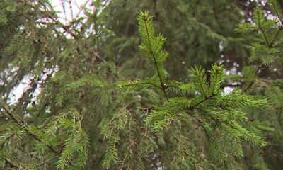 Ярославцы предпочитают дистанционно подавать документы на получение разрешений на охоту