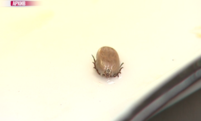 В Ярославской области активизировались клещи: уже почти 90 укушенных