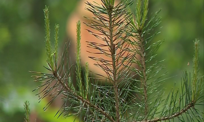 В регионе лоси все чаще становятся причиной ДТП