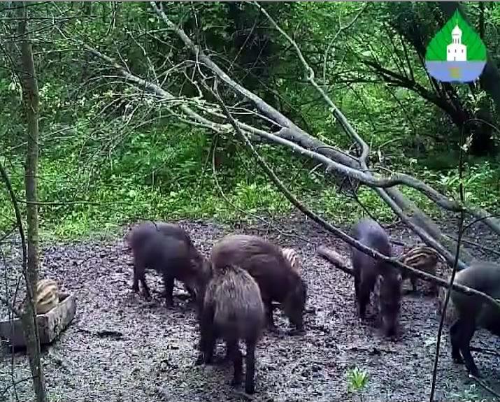В национальном парке Плещеево Озеро засняли на видео сообразительного поросенка