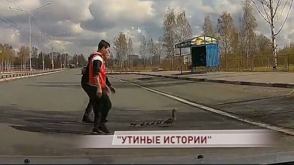 На проспекте Фрунзе через дорогу переходила мама-утка со своим семейством