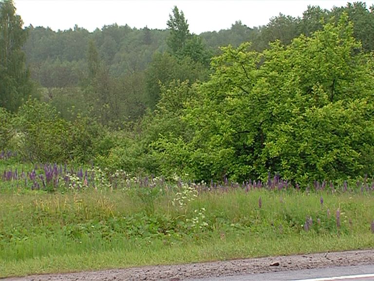 Медведь прогулялся по Ростову