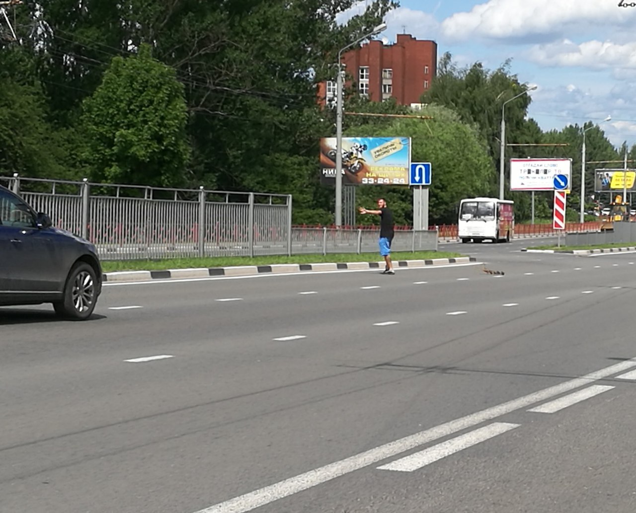Ярославец остановил поток машин на Московском проспекте, чтобы помочь утиной семье перейти дорогу