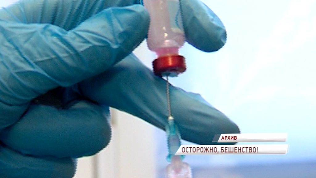 В регионе участились случаи заражения бешенством