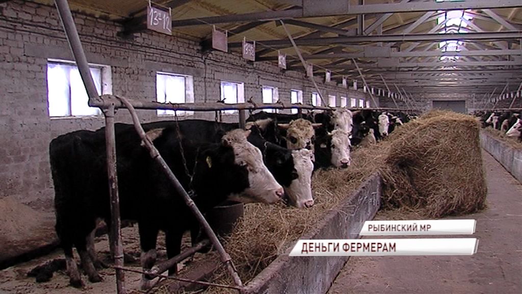 Благодаря гранту от правительства региона ферма под Рыбинском получила новую жизнь