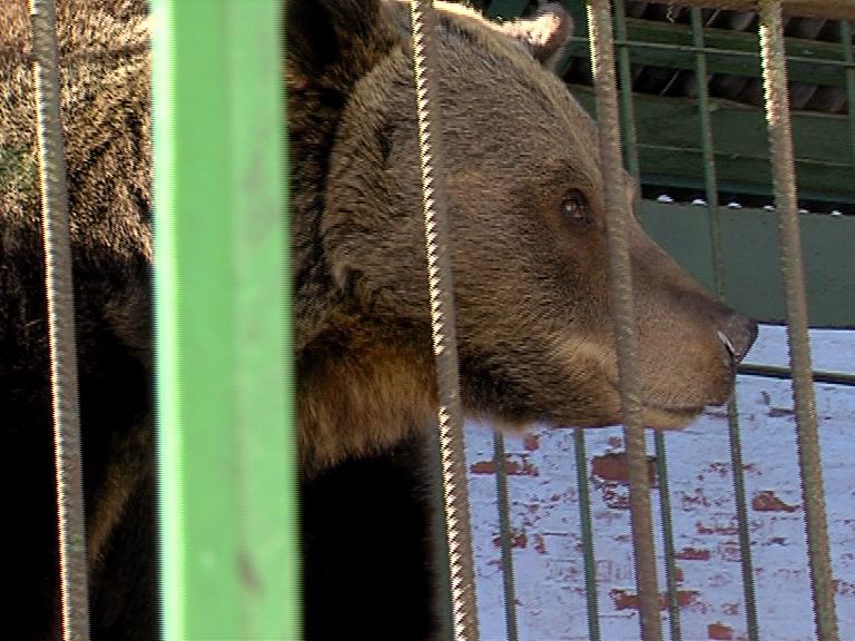 Весне дорогу: в Ярославском музее-заповеднике проснулась медведица Маша