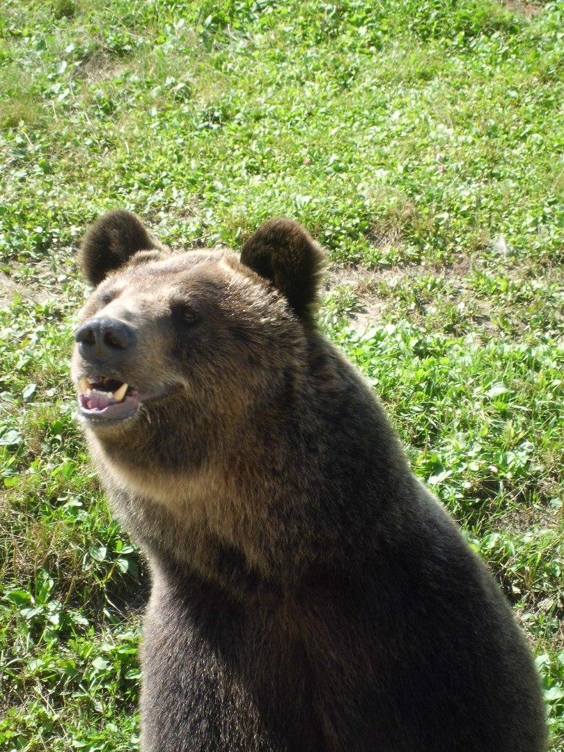 В Ярославском зоопарке проснулись Ума и Топтыгин