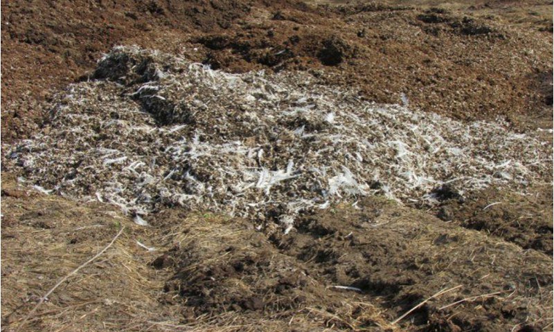 В Ярославском районе семь гектаров земли завалено куриным пометом