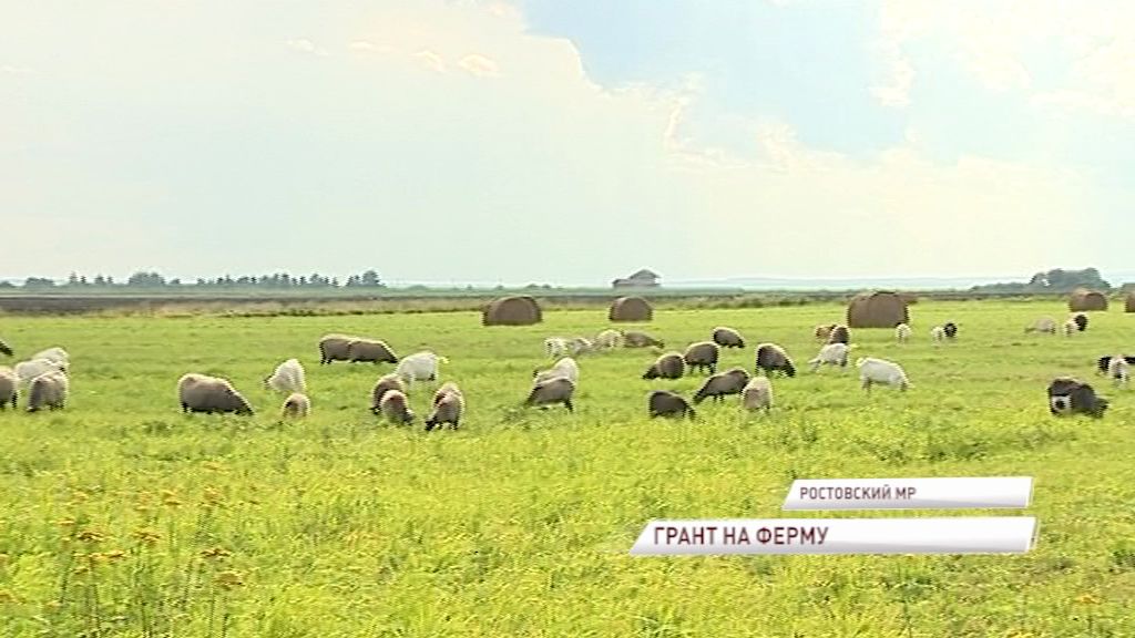 Из семейного бизнеса в преуспевающую ферму: как такое возможно