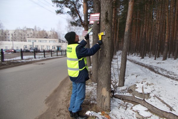 За повреждение деревьев рекламой организации будут штрафовать на полмиллиона