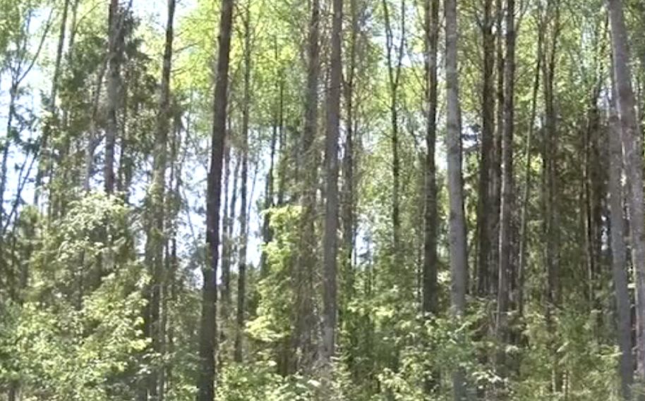 Нарубил дров на 200 тысяч: полиция задержала жителя Некоузского района за незаконную порубку