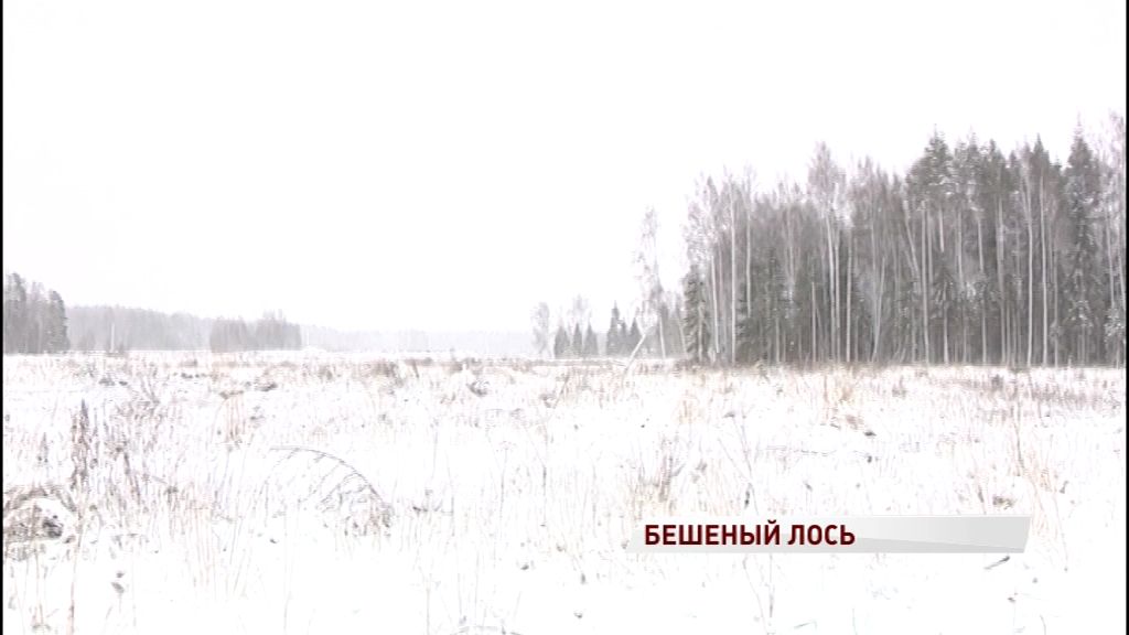 В области зафиксирован первый случай бешенства в этом году