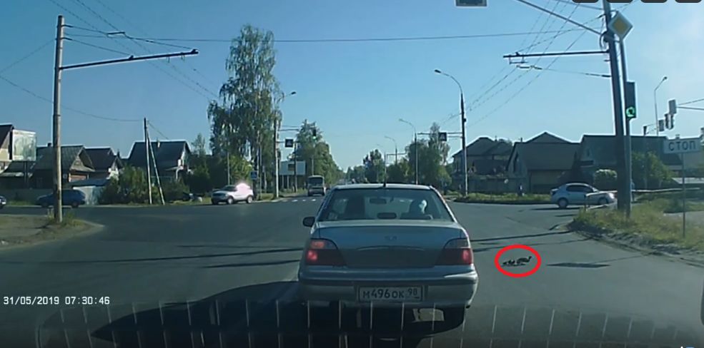 ВИДЕО: Водители остановились, чтобы пропустить утиное семейство