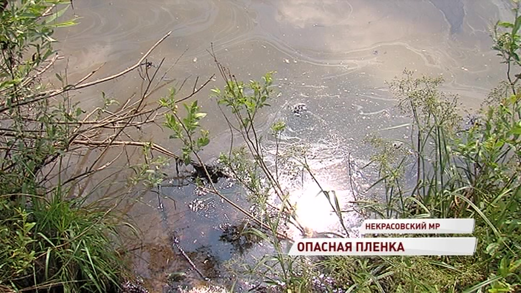 В Волге появились огромные пятна мазута: кто виноват и как ликвидируют последствия