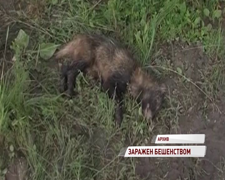 В Ярославской области зафиксирован новый случай бешенства