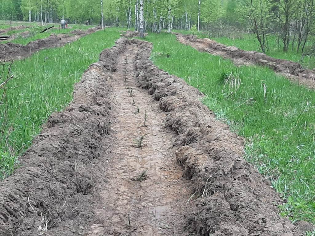 В регионе высадили более 100 тысяч елей в рамках акции 