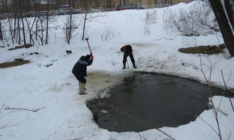 Ярославские спасатели помогают уткам пережить холодную зиму