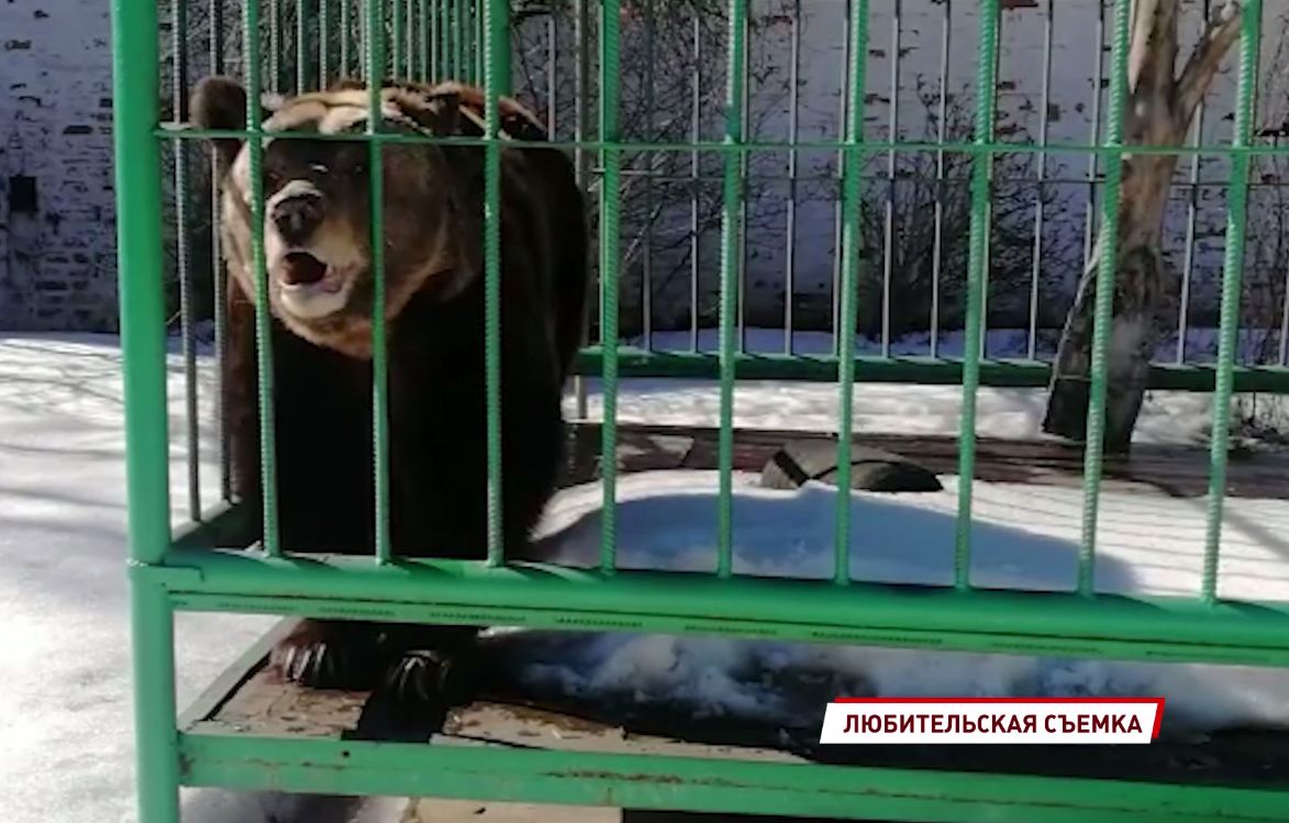 В Ярославском музее-заповеднике проснулась медведица Маша