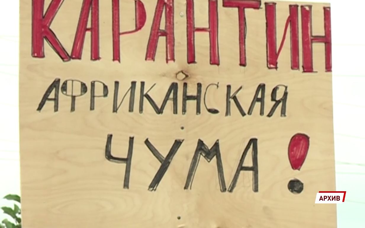 Губернатор Ярославской области ввел карантин из-за африканской чумы свиней