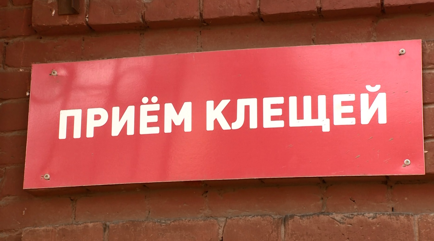 Клещи наступают: в Ярославле противоклещевую обработку начали раньше обычного