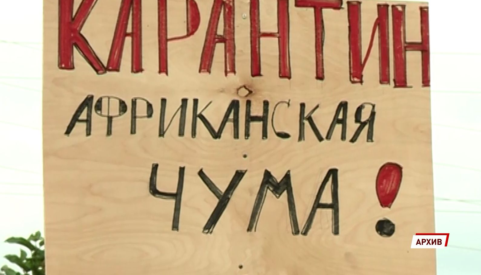 В Ярославской области из-за неблагоприятной ситуации по африканской чуме свиней запретили охоту