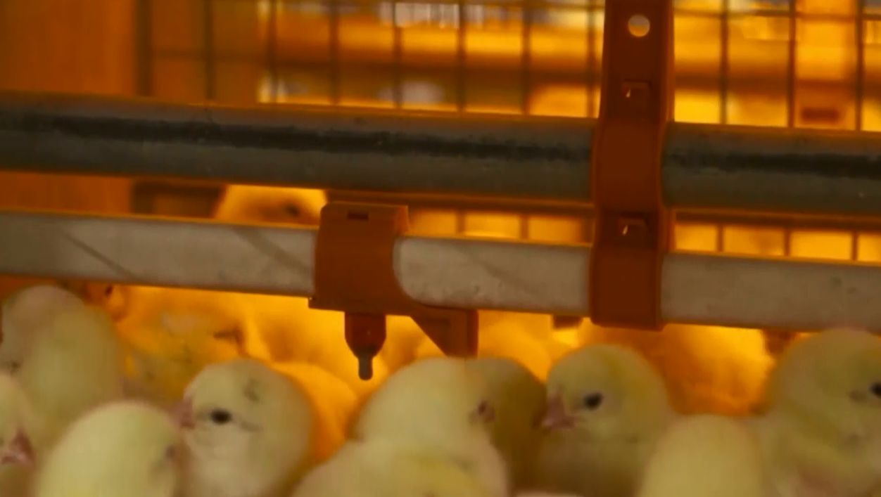За 2 года экспорт Ярославской пищевой продукции увеличился почти в 2 раза