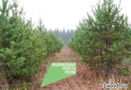 Уход за лесными культурами в Ленинградской области выполнен на 80%