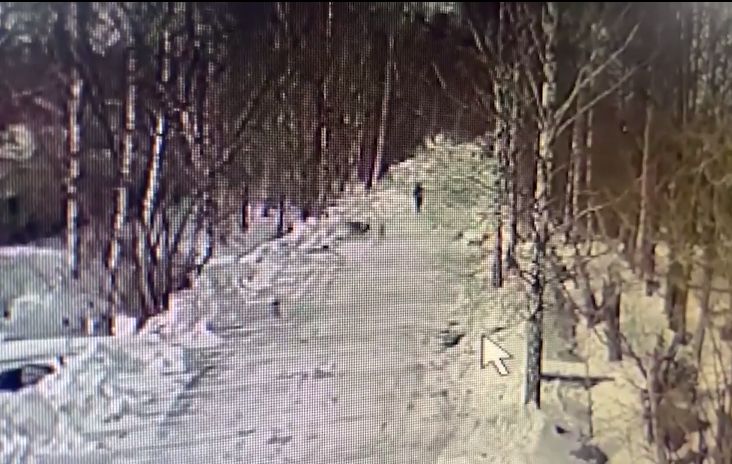 Свалили с ног и покусали: в Ярославле собаки напали на женщину