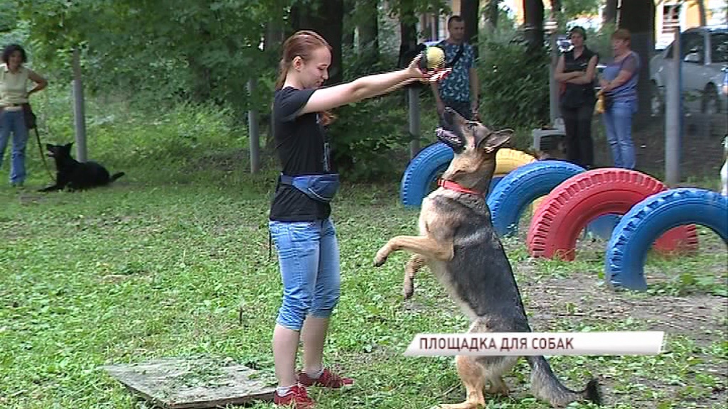 Ярославцам рассказали, зачем нужно убирать за собаками во время прогулки