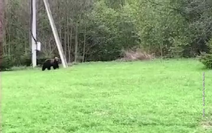 В Ярославской области рядом с жилыми домами бродит медведь