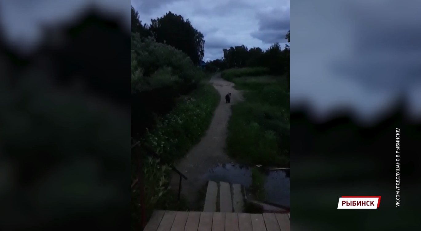 В Рыбинске в город зашел медведь