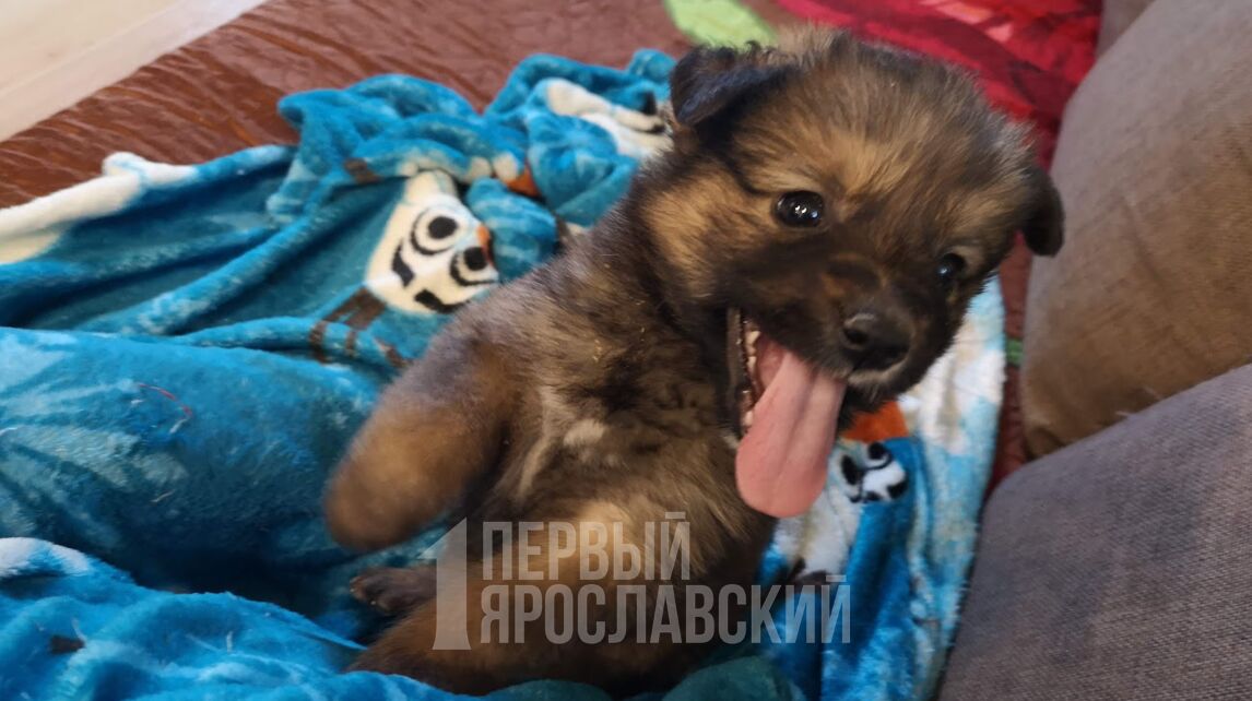 Ярославна лишилась денег при попытке купить щенка