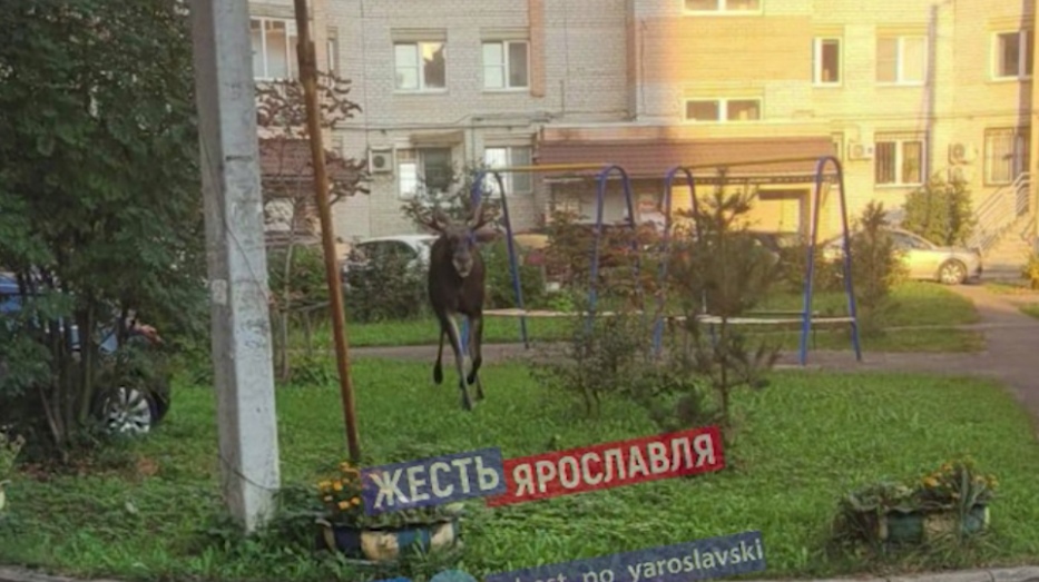 Агрессивные лоси ходят по улицам Ярославля