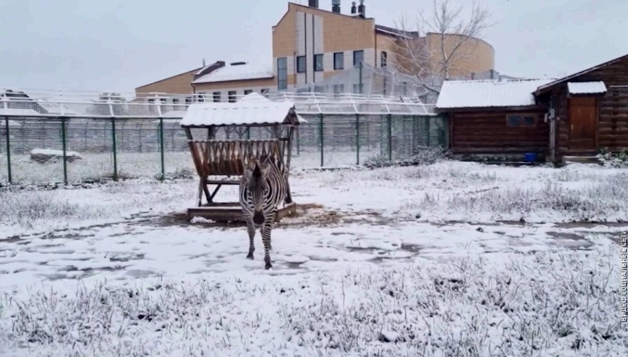 Ярославцы поделились в соцсетях кадрами первого снежного утра