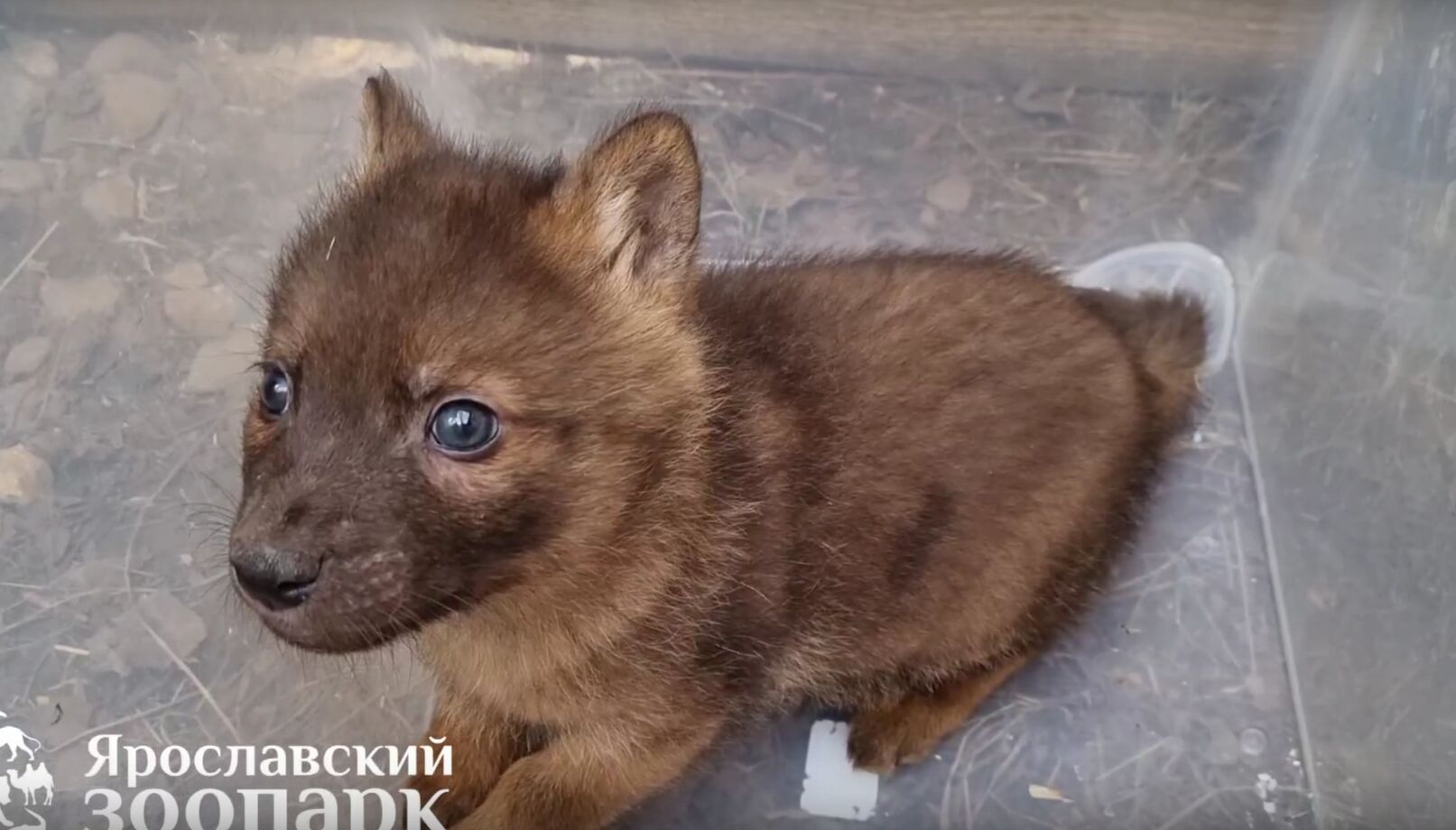 В Ярославском зоопарке родились шесть щенков краснокнижных красных волков