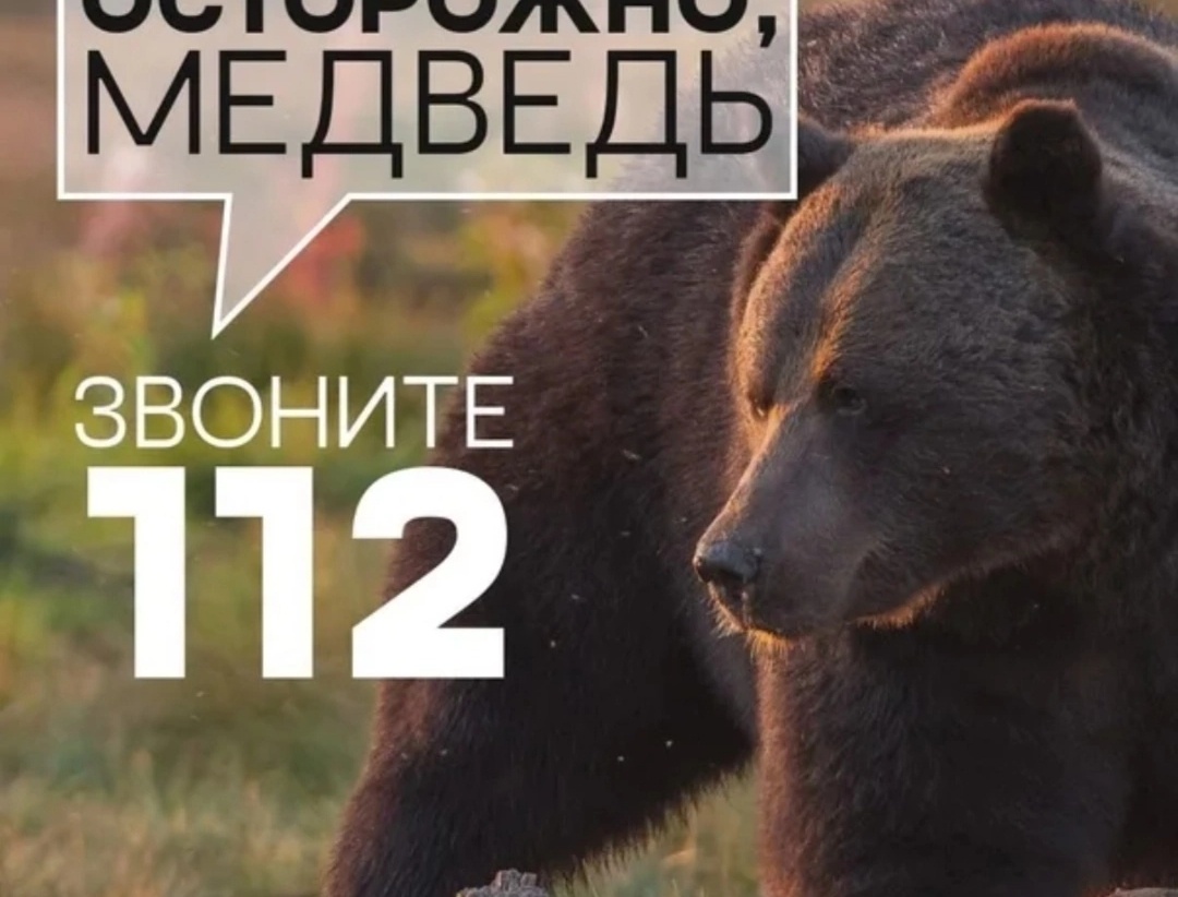 В Любимском округе обнаружили крупную особь медведя