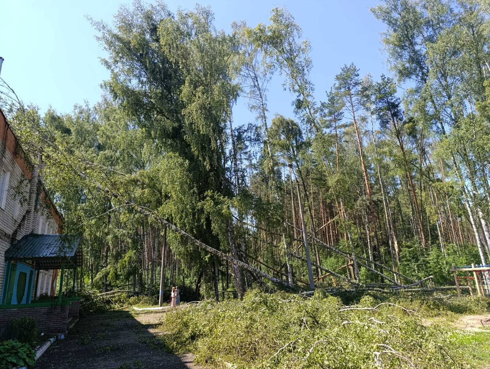 225 деревьев завалили школу в Ярославском округе